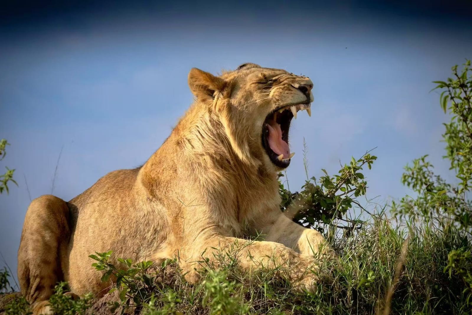 lion_yawning